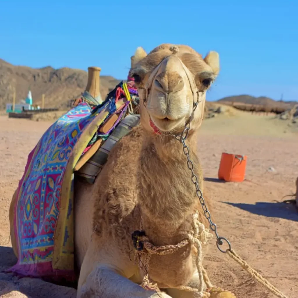 WhatsApp Image 2025-12-12 at 20.52.04_17309a5a