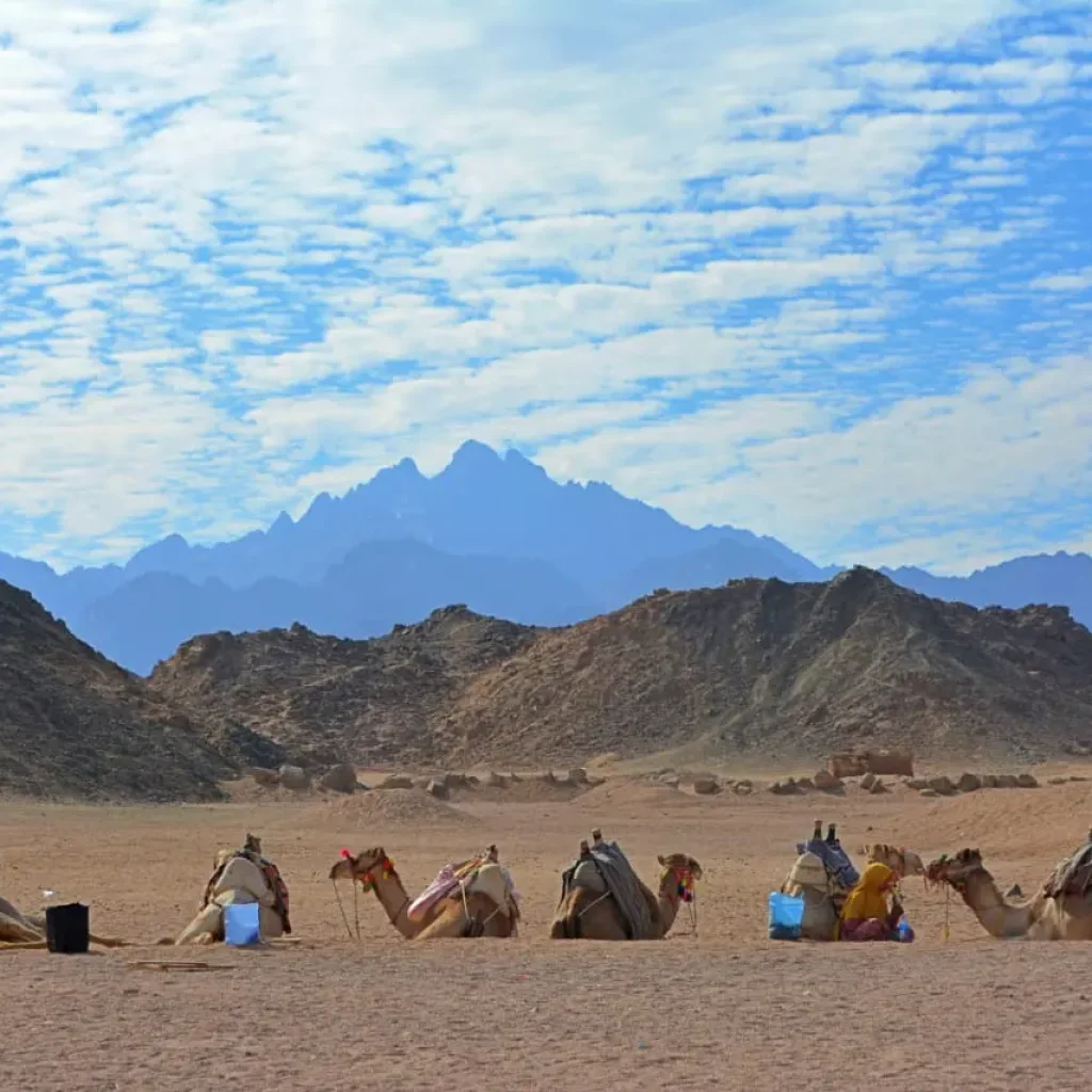 WhatsApp Image 2025-12-12 at 20.52.07_dfc1eaf3